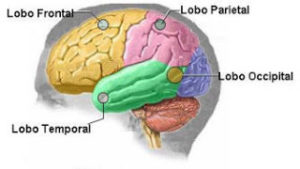 cerebro-divisao-dos-lobos-v1