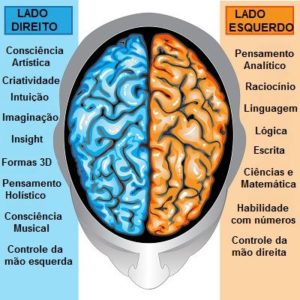 cerebro-hemisferios